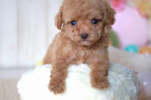 成約済の滋賀県のトイプードル-57243