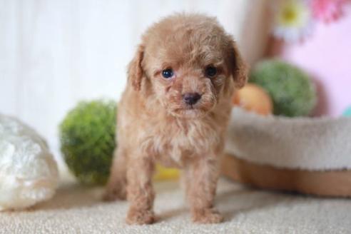 成約済の滋賀県のトイプードル-57243の5枚目