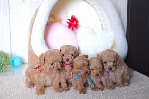 成約済の滋賀県のトイプードル-57243の4枚目