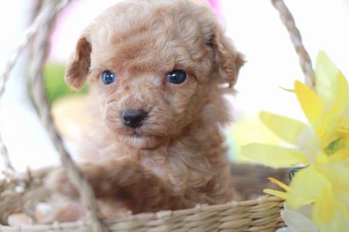 成約済の滋賀県のトイプードル-57243の3枚目