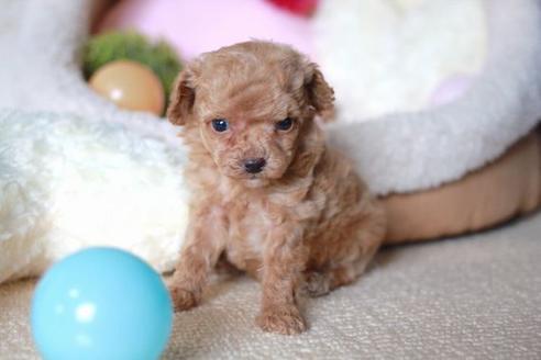 成約済の滋賀県のトイプードル-57243の2枚目