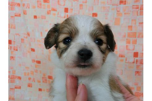 成約済の千葉県のパピヨン-57247の4枚目