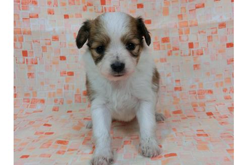 成約済の千葉県のパピヨン-57247の3枚目