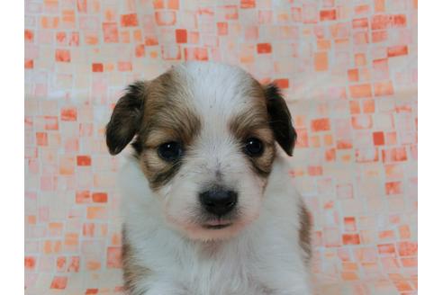 成約済の千葉県のパピヨン-57247の2枚目