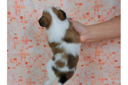 成約済の千葉県のパピヨン-57247の1枚目