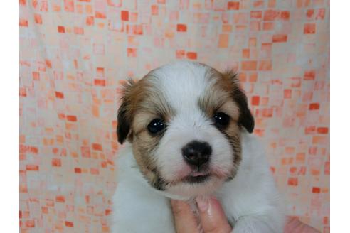 成約済の千葉県のパピヨン-57248の4枚目