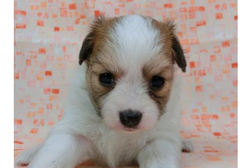 成約済の千葉県のパピヨン-57248の3枚目