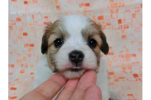 成約済の千葉県のパピヨン-57248の2枚目