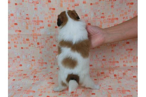 成約済の千葉県のパピヨン-57248の1枚目