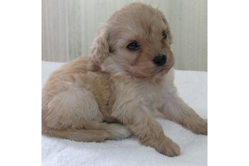 埼玉県のキャバプー 女の子 18 08 04生まれ アプリコット 子犬id ブリーダーナビ