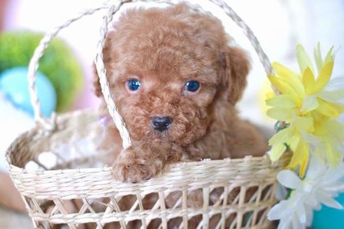 成約済の滋賀県のトイプードル-56979の5枚目