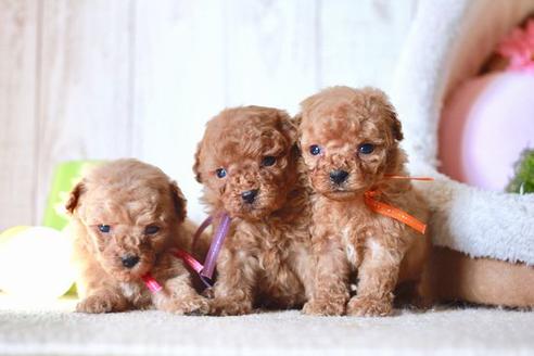 成約済の滋賀県のトイプードル-56979の4枚目