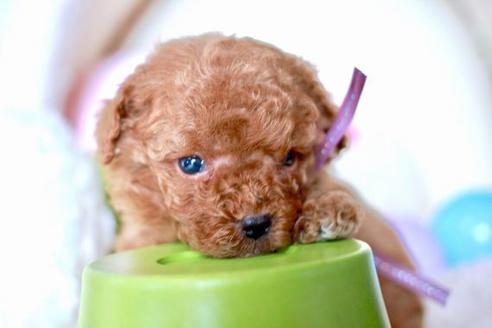 成約済の滋賀県のトイプードル-56979の3枚目