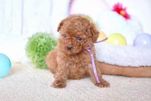 成約済の滋賀県のトイプードル-56979の2枚目