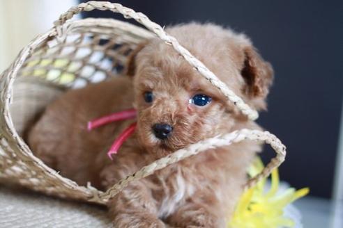 成約済の滋賀県のトイプードル-56980