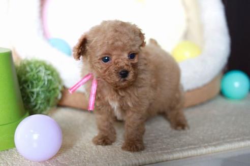 成約済の滋賀県のトイプードル-56980の5枚目