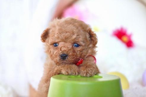 成約済の滋賀県のトイプードル-56980の3枚目