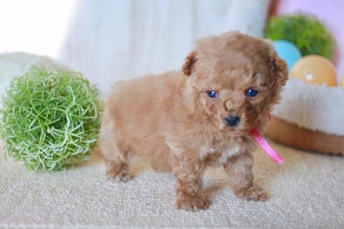 成約済の滋賀県のトイプードル-56980の2枚目