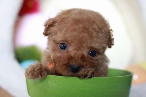 成約済の滋賀県のトイプードル-56981