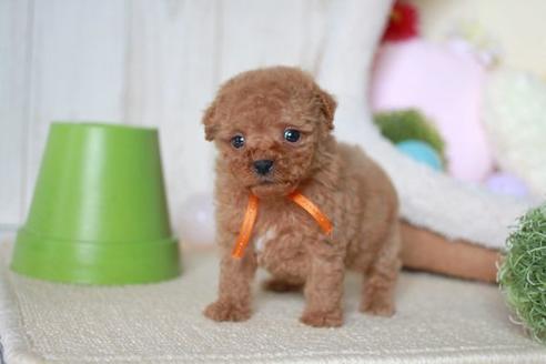 成約済の滋賀県のトイプードル-56981の5枚目