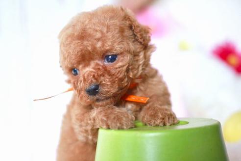 成約済の滋賀県のトイプードル-56981の3枚目