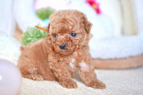 成約済の滋賀県のトイプードル-56981の2枚目