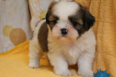 成約済の愛知県のシーズー-55489の11枚目