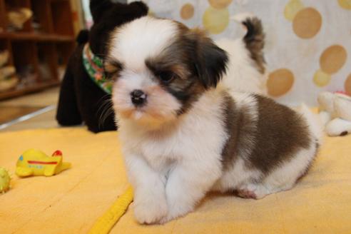 成約済の愛知県のシーズー-55489の10枚目