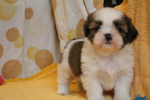 成約済の愛知県のシーズー-55489の7枚目