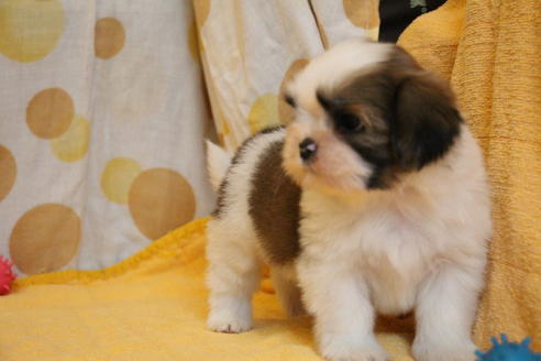 成約済の愛知県のシーズー-55489の6枚目