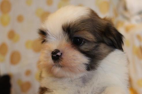 成約済の愛知県のシーズー-55489の5枚目