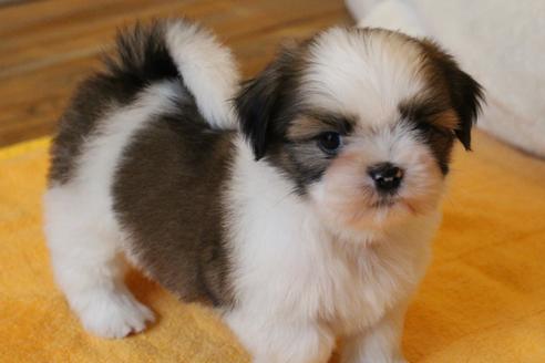 成約済の愛知県のシーズー-55489