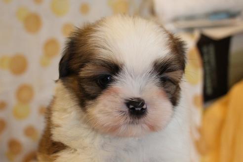 成約済の愛知県のシーズー-55489の3枚目