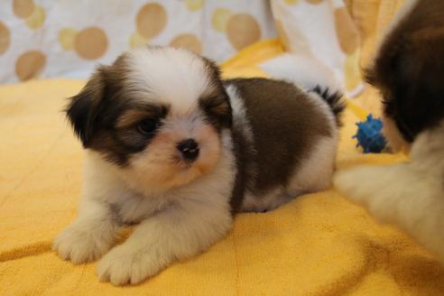 成約済の愛知県のシーズー-55489の2枚目