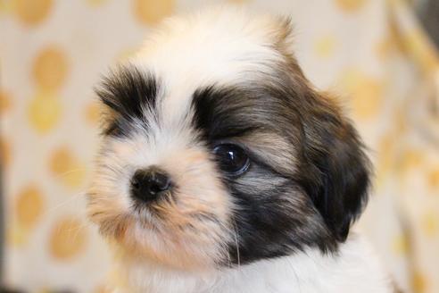 成約済の愛知県のシーズー-55522