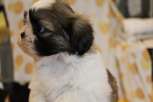 成約済の愛知県のシーズー-55522の9枚目