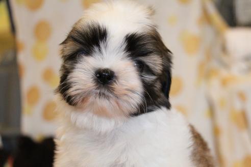 成約済の愛知県のシーズー-55522の8枚目