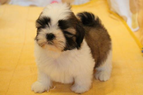 成約済の愛知県のシーズー-55522の7枚目