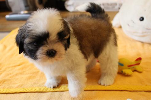 成約済の愛知県のシーズー-55522の4枚目