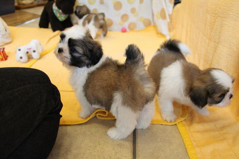 成約済の愛知県のシーズー-55522の3枚目