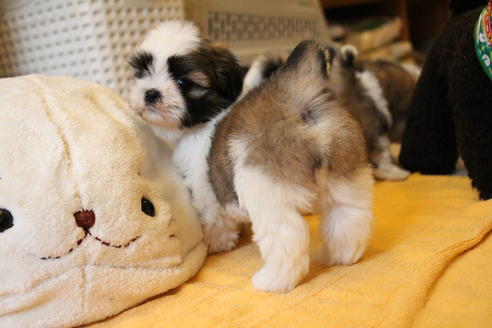 成約済の愛知県のシーズー-55522の2枚目