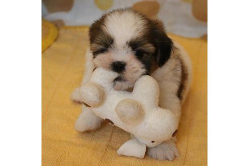 成約済の愛知県のシーズー-55519の10枚目