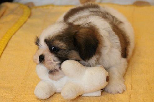 成約済の愛知県のシーズー-55519の9枚目