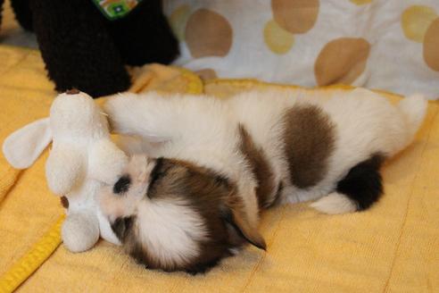 成約済の愛知県のシーズー-55519の8枚目