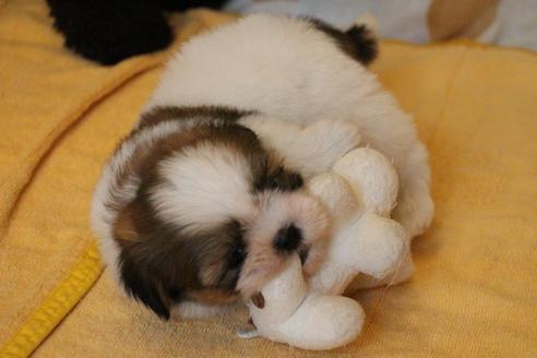 成約済の愛知県のシーズー-55519の7枚目