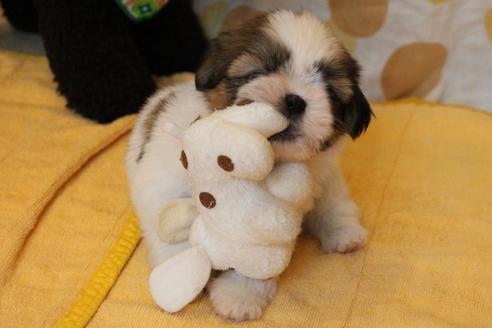 成約済の愛知県のシーズー-55519の6枚目