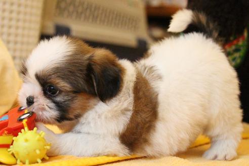 成犬のシーズーを探す（770ページ目）｜ブリーダーナビ