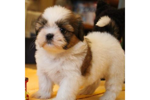 成約済の愛知県のシーズー-55519の5枚目