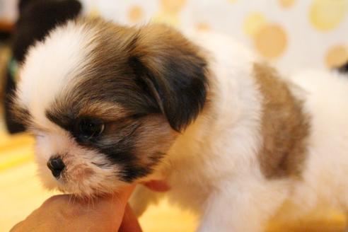 成約済の愛知県のシーズー-55519の3枚目