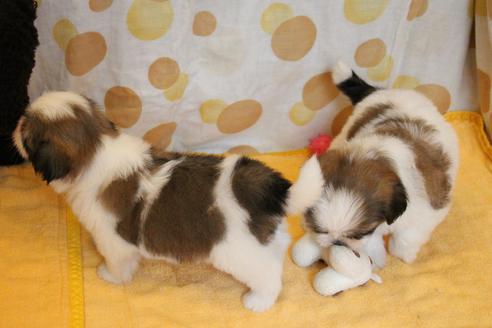 成約済の愛知県のシーズー-55519の2枚目